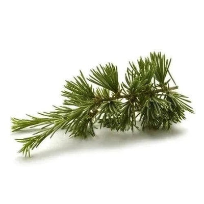 Cedar