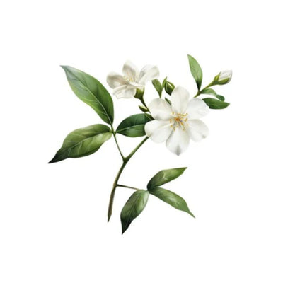 Jasmine