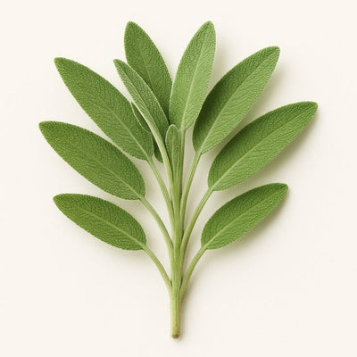 Sage